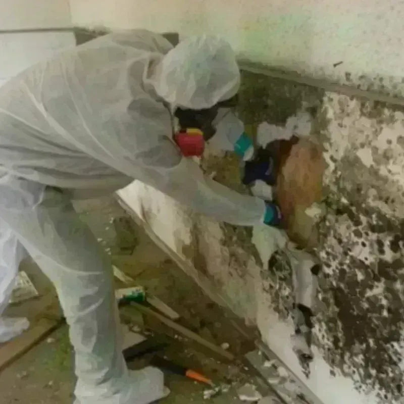 Mold Remediation and Removal in Bridgman, MI